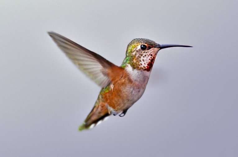Acute sense of touch helps hummingbirds hover near a flower without bumping into it