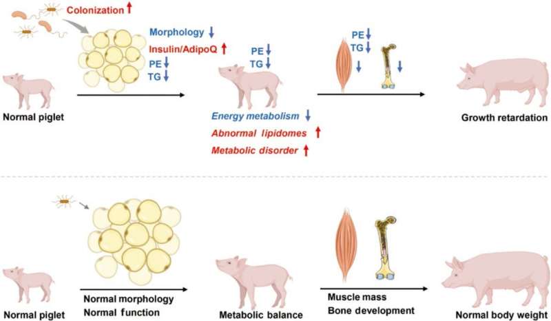 Adipose tissue dysbiosis exacerbates postnatal growth retardation in piglets