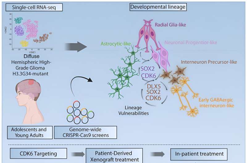 Il sottotipo di glioma adolescenziale risponde all'inibitore CDK4/6