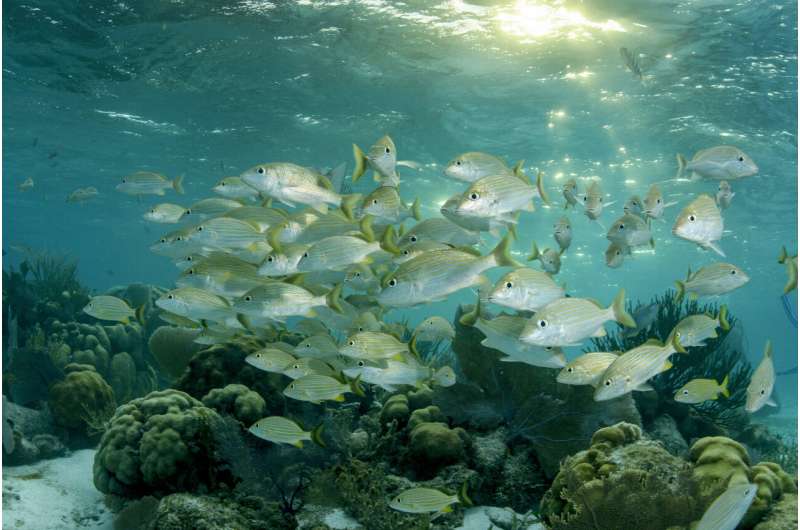 Adult fish struggle to bounce back in marine protected areas