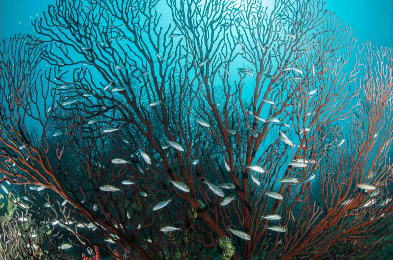 Adult fish struggle to bounce back in marine protected areas