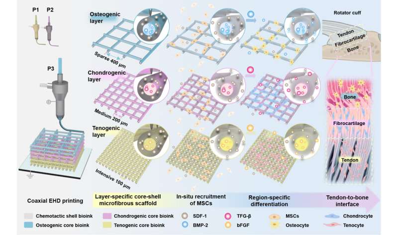 Advanced printing crafts precision scaffolds for tissue regeneration