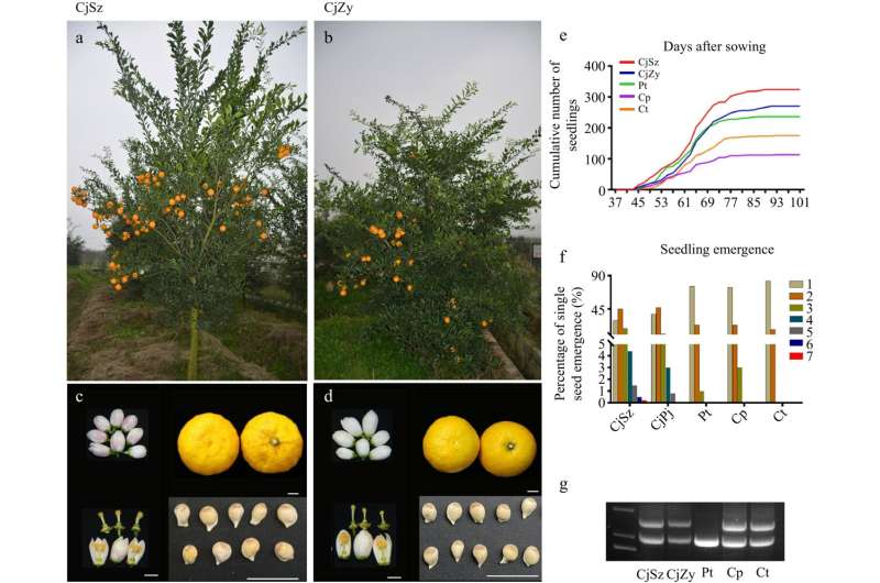 Advancing Citrus cultivation: The superior tolerance and growth vigor of 'Shuzhen No.1' rootstock