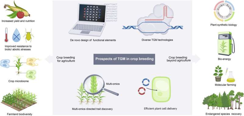 Avanzando en el mejoramiento genético de cultivos mediante la modificación selectiva del genoma