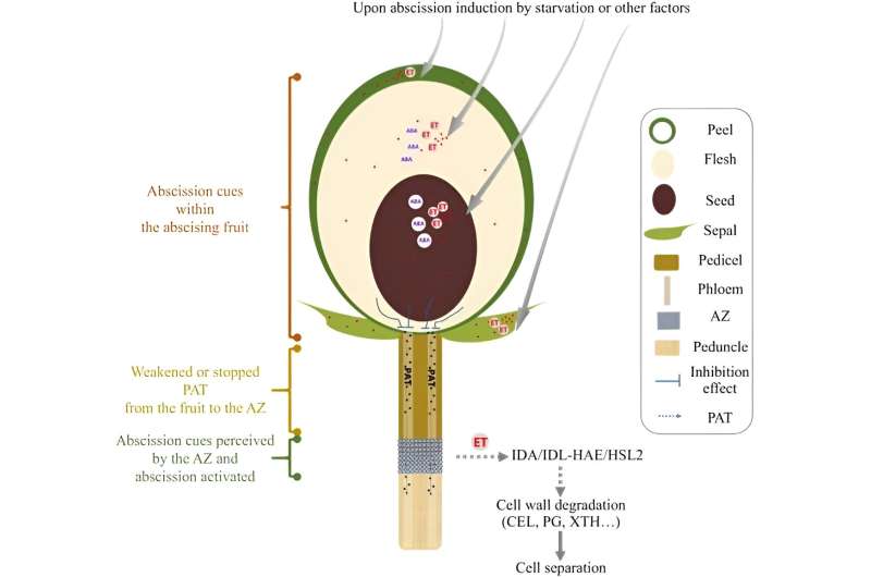 Avanzando en la resiliencia de los cultivos frutales: revelando la dinámica molecular de la abscisión en cultivos frutales leñosos