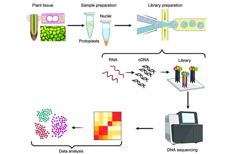 Advancing plant biology with breakthroughs in single-cell RNA sequencing