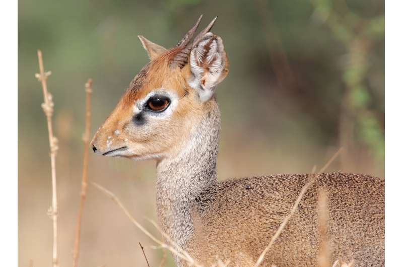 African savanna antelopes need space to survive climate changes 