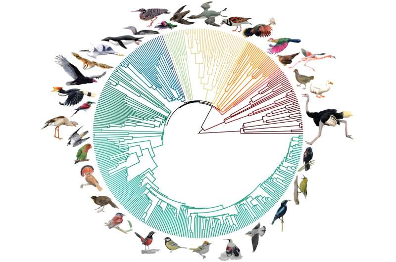 After 10 years of work, landmark study reveals new 'tree of life' for all birds living today
