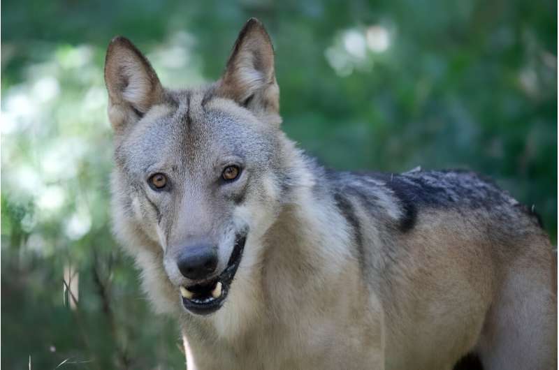 After disappearing in the 19th century, wolves have gradually returned to Austria in recent years