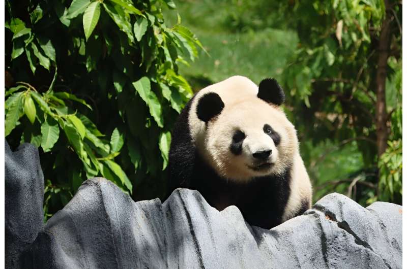 After travelling nearly 7,000 miles (11,000 kilometers) from the mountainous region of Sichuan, the two giant pandas are now the undisputed stars of the San Diego Zoo