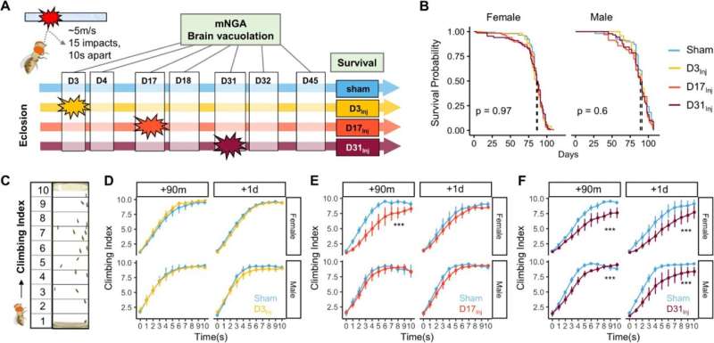 Age and sex-related changes leave female flies vulnerable to delayed harm from head injury