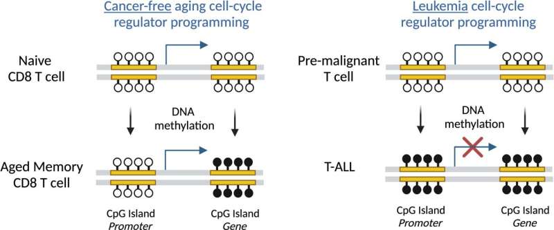 Age is just a number: Immune cell 'epigenetic clock' ticks independently of organism lifespan