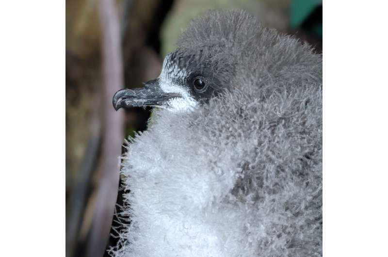 Age matters: new age-ID tool set to revolutionise threatened seabird conservation