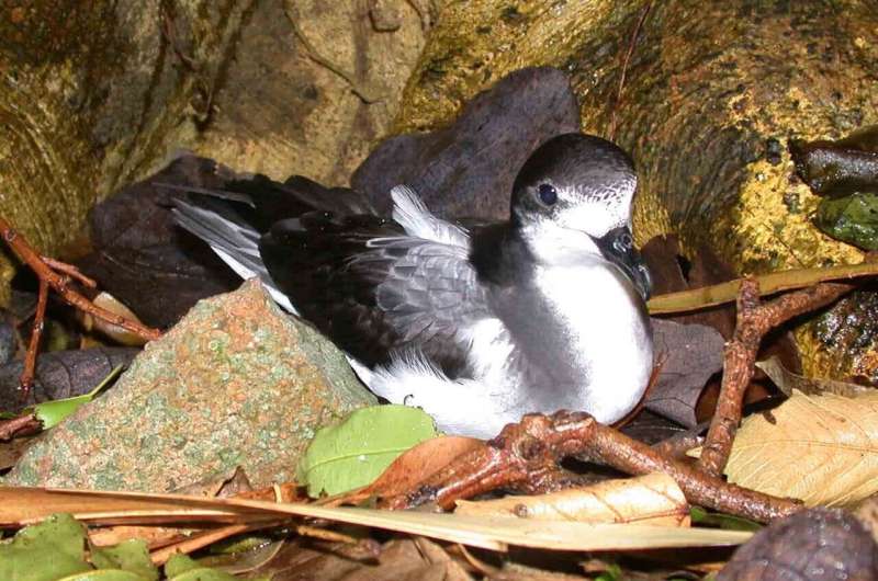 Age matters: new age-ID tool set to revolutionise threatened seabird conservation