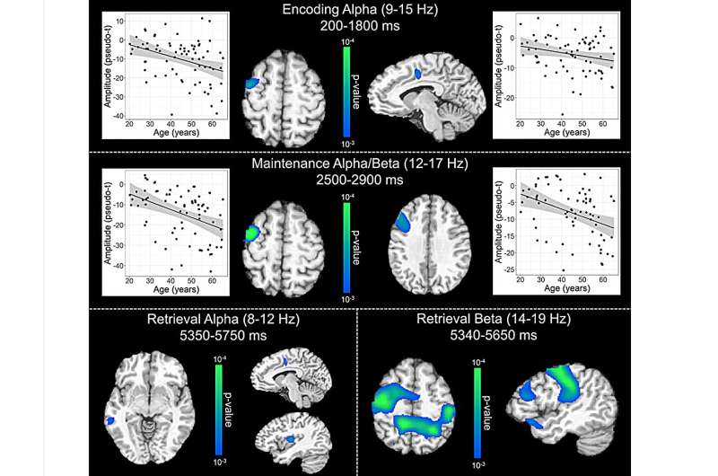 Age-related alterations in the oscillatory dynamics serving verbal working memory processing