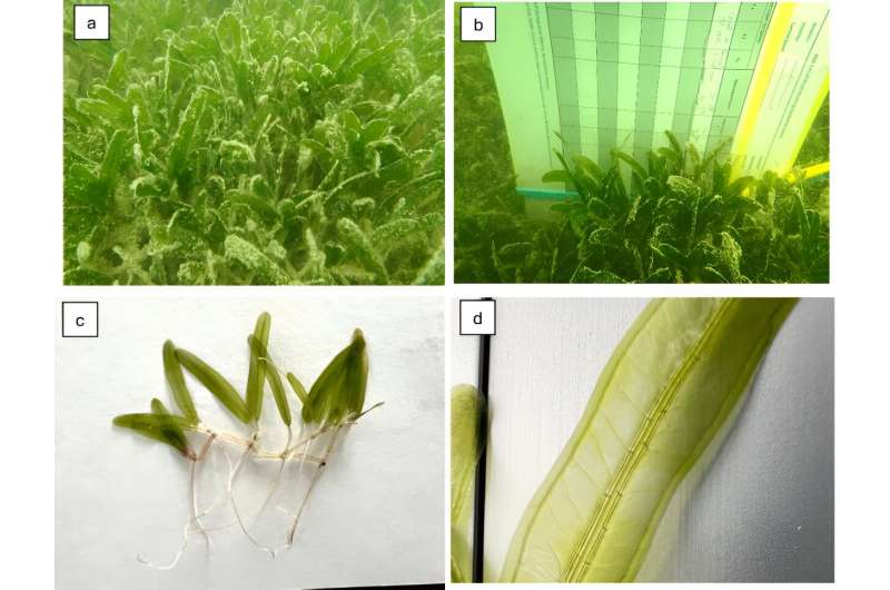 Aggressive seagrass species discovered in Biscayne Bay