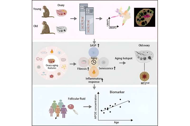 Aging hallmarks of the primate ovary revealed by spatiotemporal transcriptomics