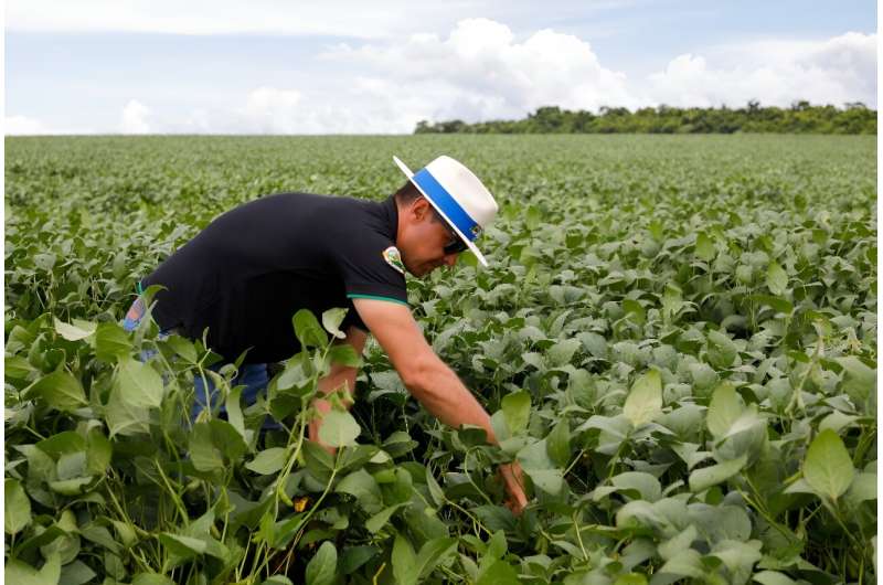 Agricultural engineer Adriano Cruvinel checks on his soybean plants in Montividiu, Brazil