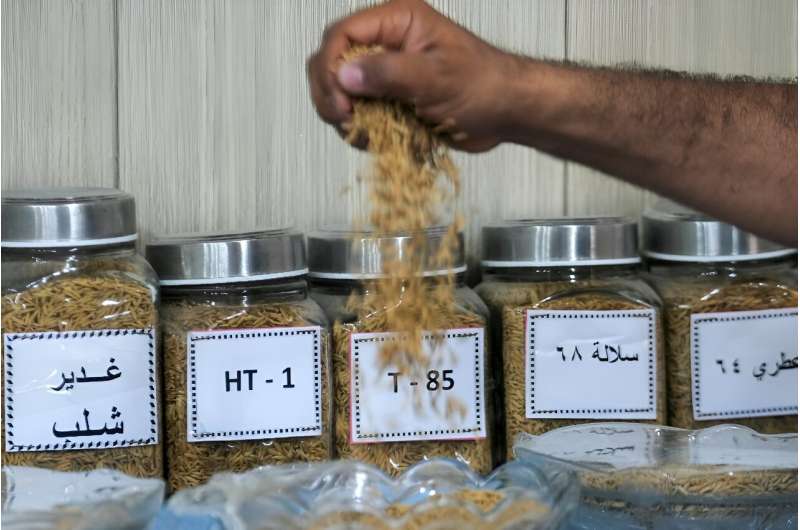 Agriculture ministry experts have been experimenting with five different kinds of seeds