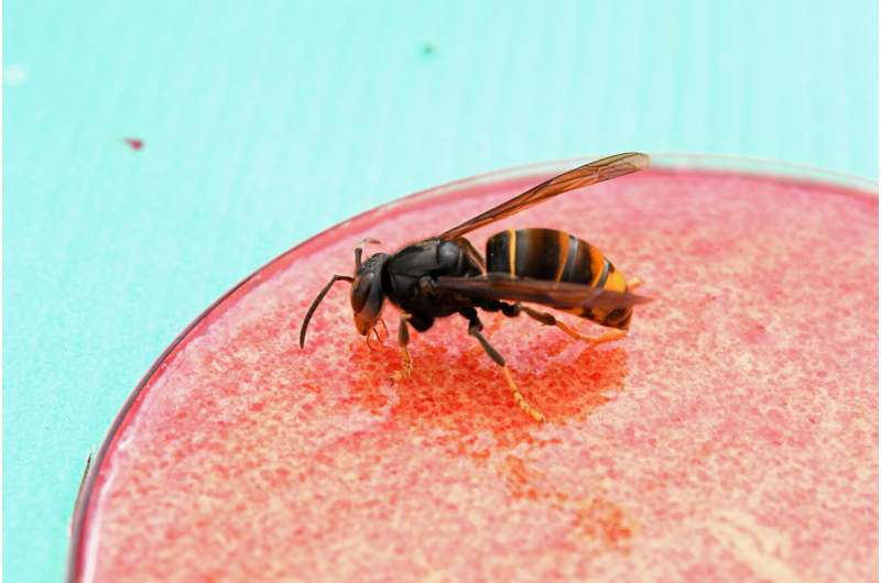 AI helps to detect invasive Asian hornets