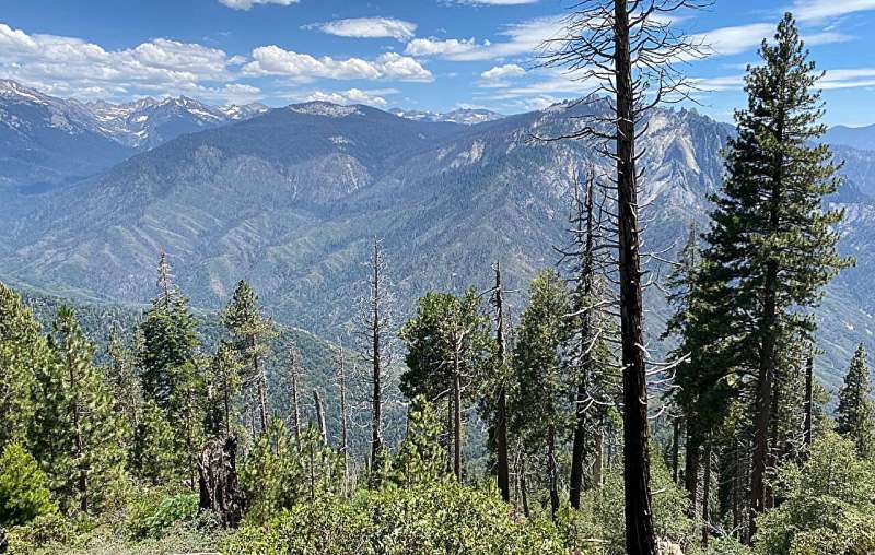 AI method reveals millions of dead trees hidden among the living before California's historic 2020 wildfires