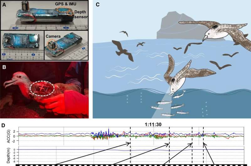 AI naturalists record rare bird behavior