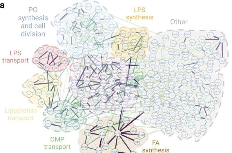 AI provides the most complete map of interactions key to bacterial survival