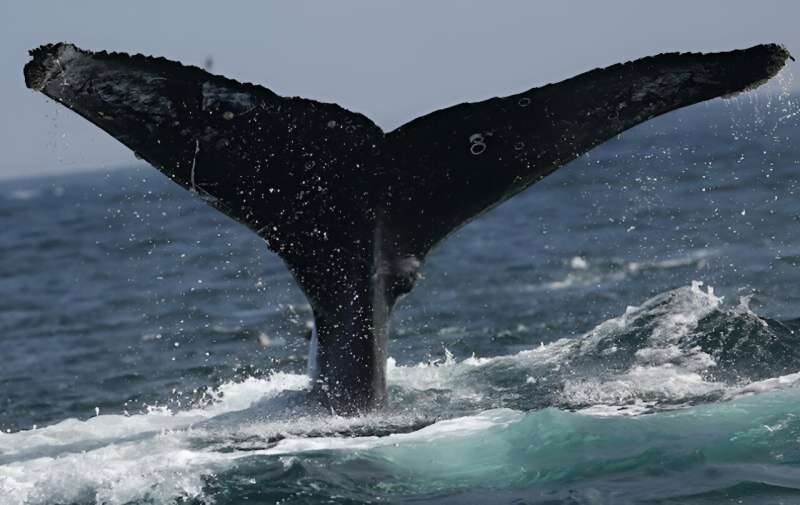 AI sorts public photos to show recovering pacific humpback whales hit climate ceiling