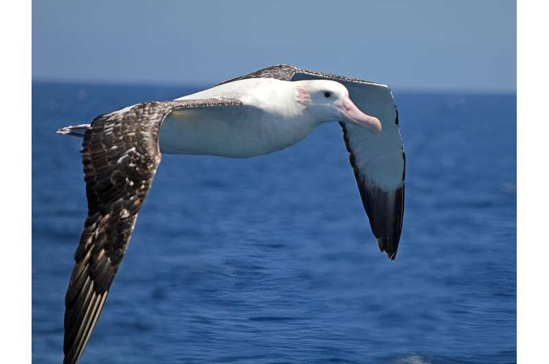 Albatrosses are threatened with extinction, and climate change could put their nesting sites at risk
