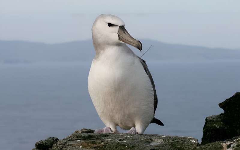 Albatrosse auf einer abgelegenen südafrikanischen Insel werden von Mäusen gefressen