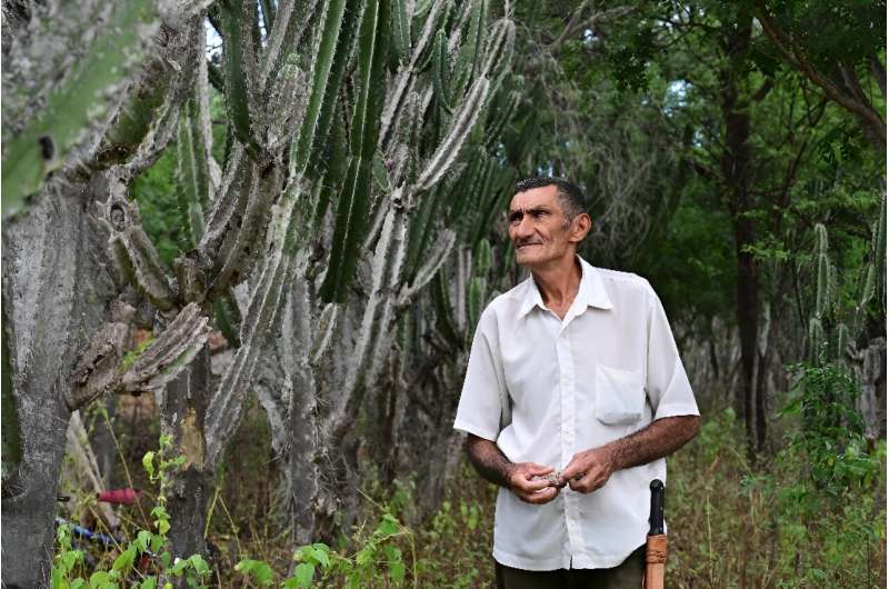 Alcides Peixinho Nascimento walks through his plantation of mandacaru
