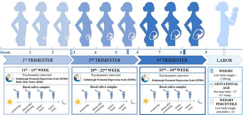 Altered cortisol cycle in pregnant women with depressive symptoms may affect gestation process