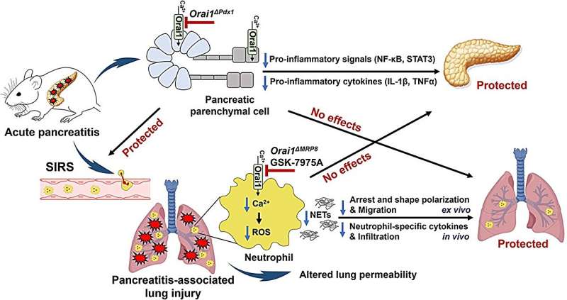 A alteração do canal iônico chave protege contra lesão pulmonar aguda associada à pancreatite