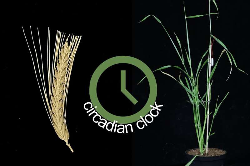 Altering the circadian clock adapts barley to short growing seasons