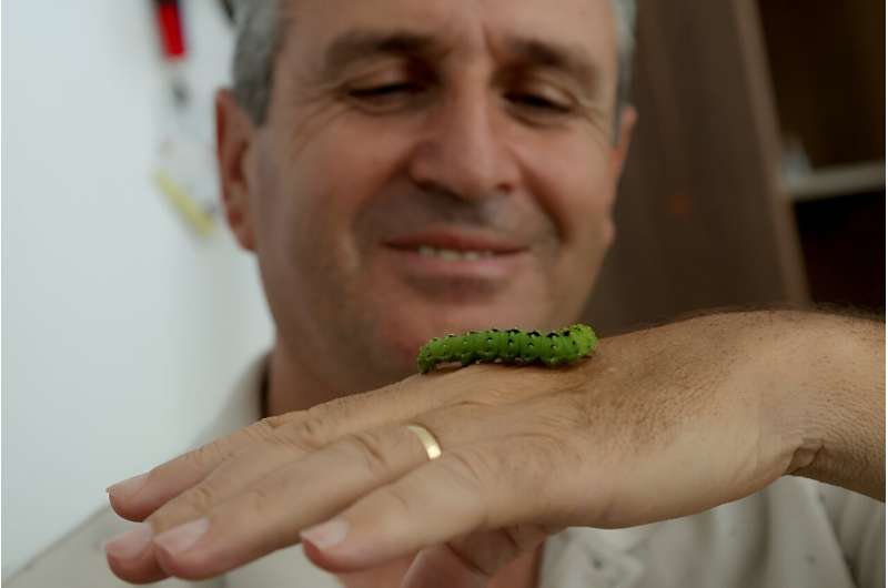 Altin Hila, an agronomist and owner of a private museum for butterflies, with an emperor moth larva