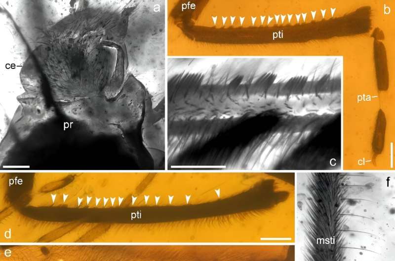 Amber reveals mating behavior of cretaceous water striders