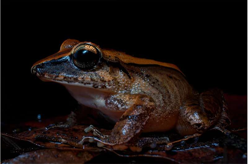 Amphibians use scream inaudible to humans for self-defense against predators, study suggests