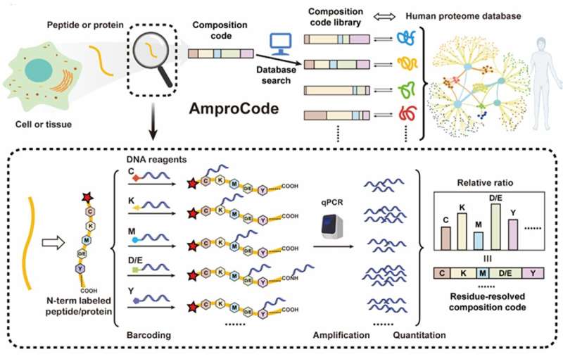 AmproCode: an unprecedent amplifiable protein identification method towards next generation protein sequencing techniques