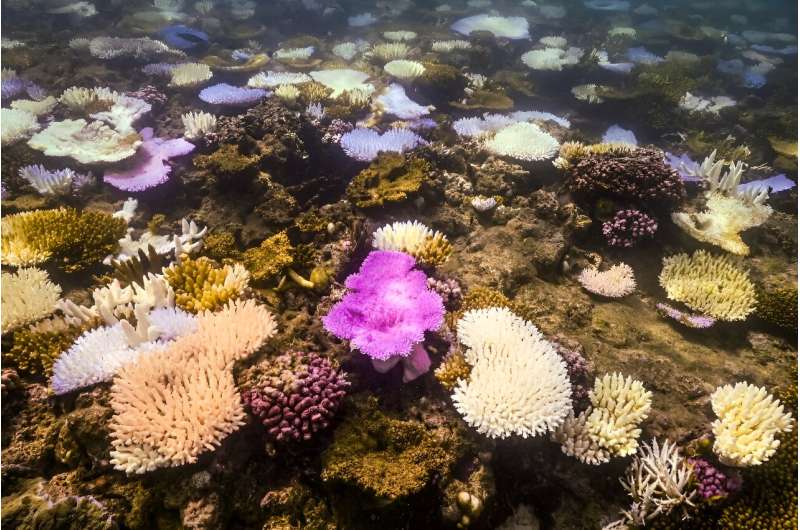 An AFP team saw bleached and dead coral around Lizard Island on the Great Barrier Reef during a recent visit