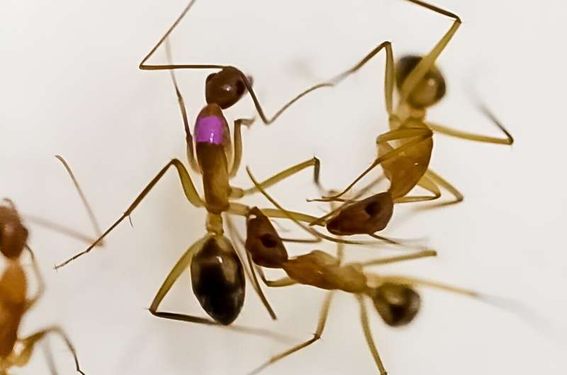 An ant that selectively amputates the infected limbs of wounded sisters