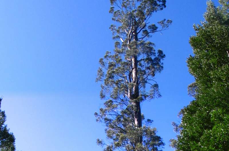 An arbor-trary account of Australia's oldest, boldest trees