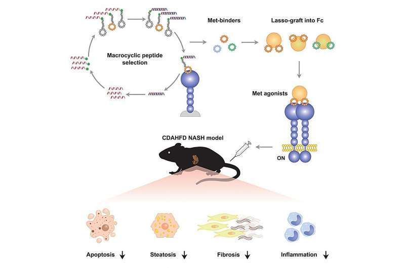 An artificial hepatocyte growth factor mimetic ameliorates non-alcoholic steatohepatitis in mouse model