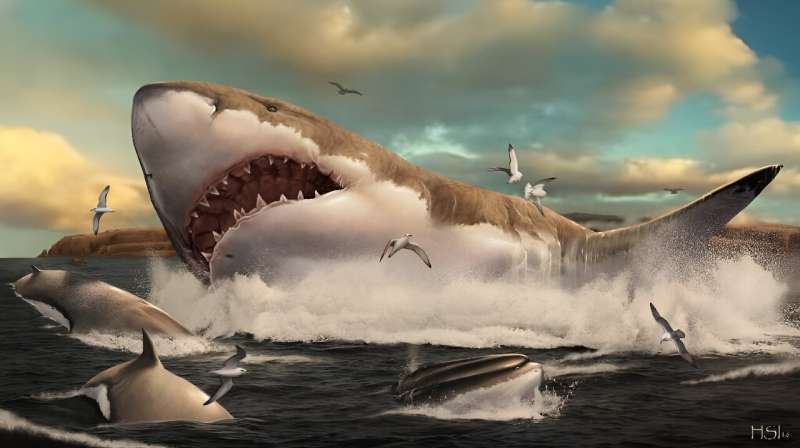 An artist's impression of a stocky, great white-like megalodon shark. Scientists now think it was much more slender