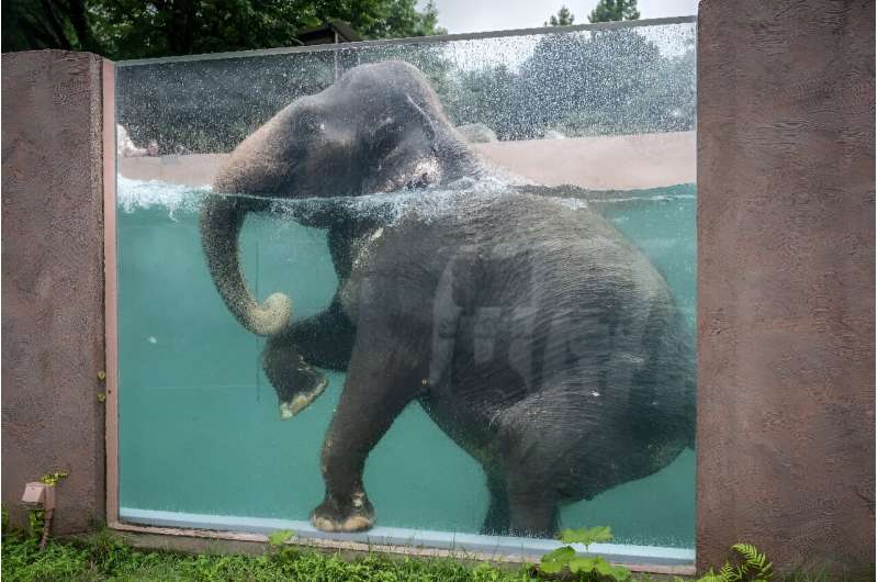 An Asian elephant swims in a pool with transparent sides at Fuji Safari Park in Susono city