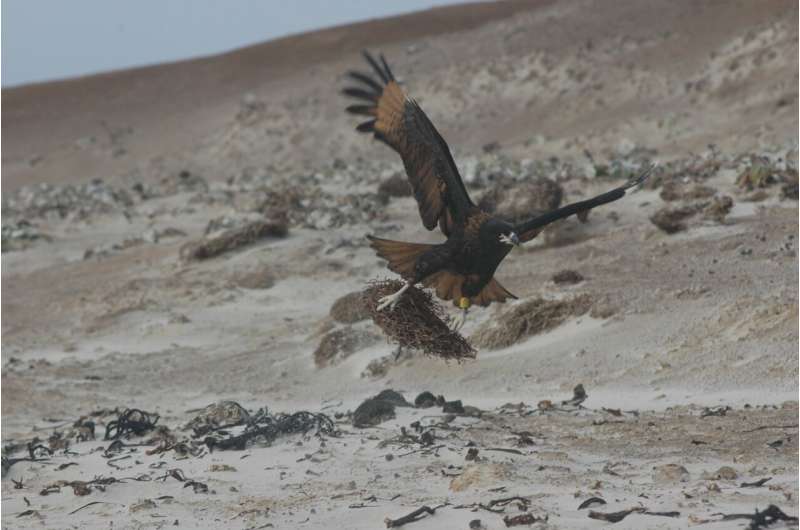 An endemic island falcon that plays