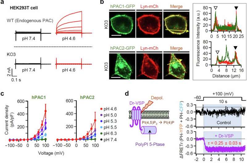 An important secret to preventing cell damage: Working principle of PAC channels revealed