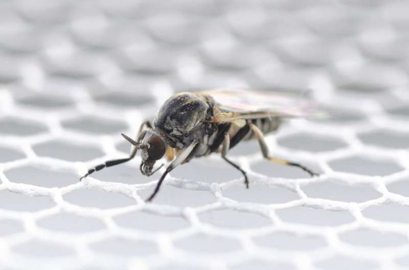 An increase in blood-sucking black flies is expected in Germany