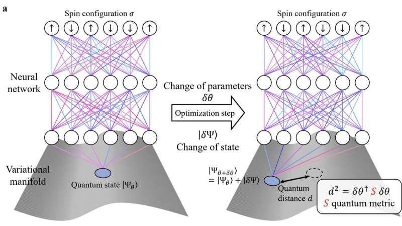 An optimization algorithm to compute the ground state of interacting quantum matter