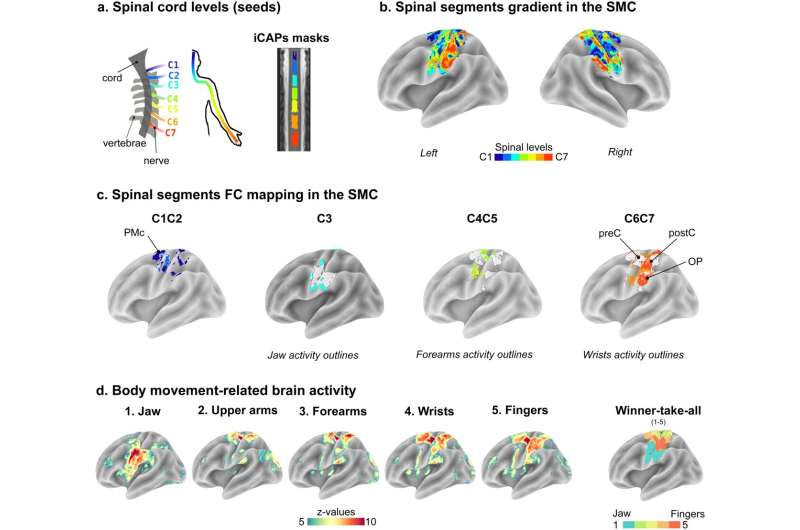 An unparalleled map of the brain-spinal cord connection