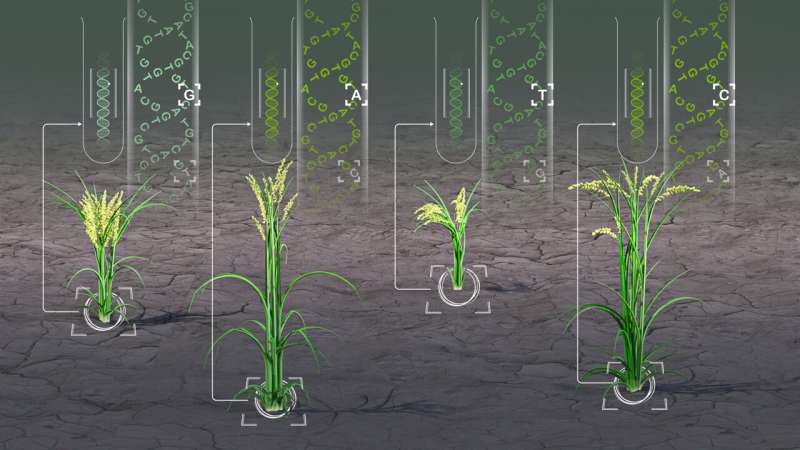Analytic tool reveals more cream of the crops